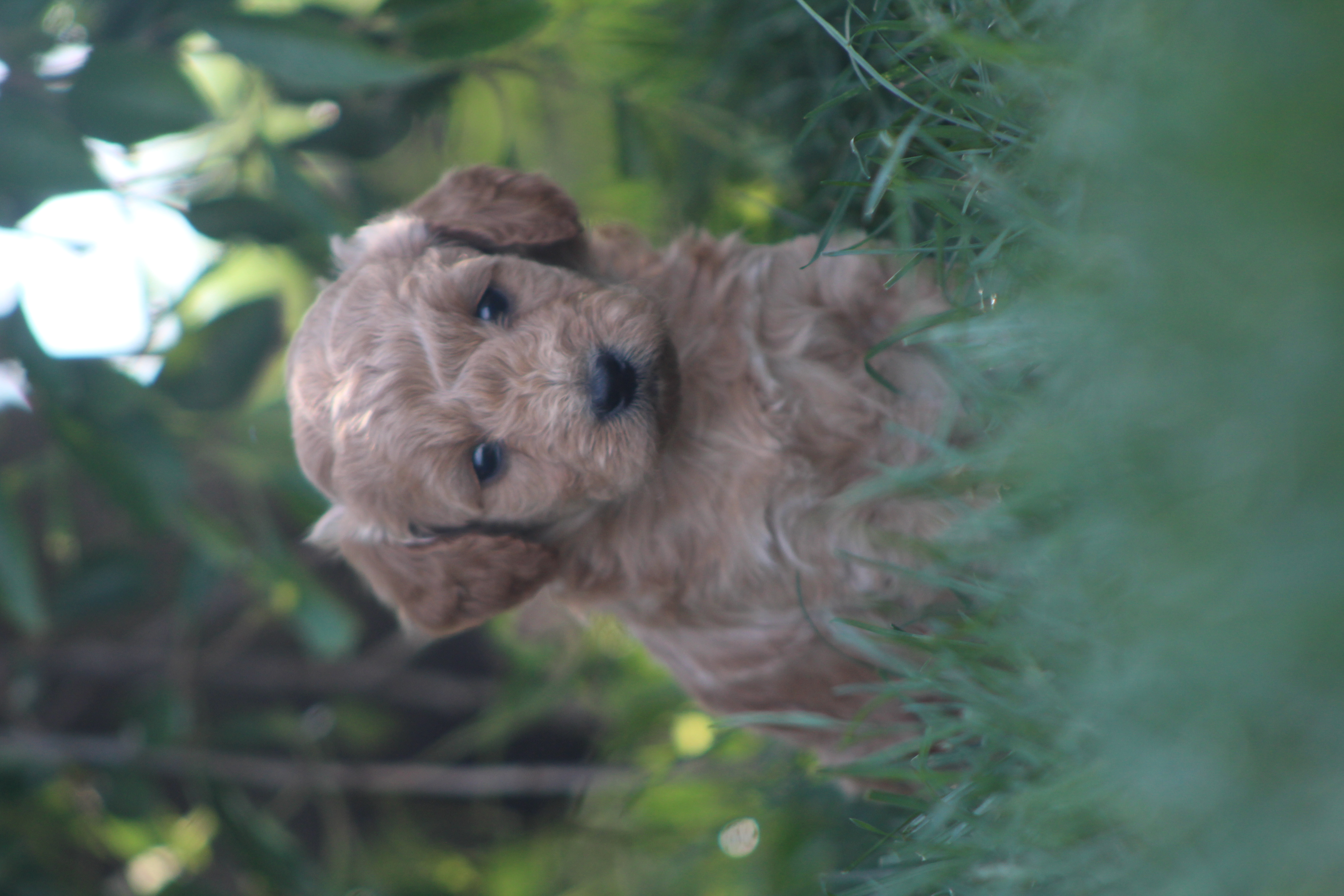 puppy, for, sale, Golden Doodle , Jeffrey H.  Newswanger, dog, breeder, Newmanstown, PA, dog-breeder, puppy-for-sale, forsale, nearby, find, puppyfind, locator, puppylocator, aca